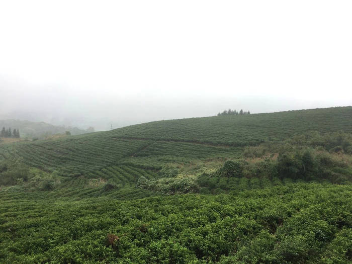 有关于四川省茶叶行业协会一行调研广安茶产业发展规划的最新资讯(4)