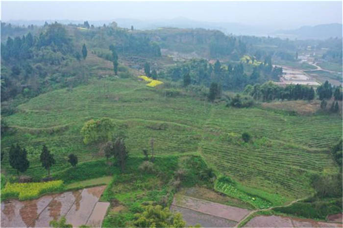 有关于四川广安武胜县：一斤1700元的茶叶种进小山村 助农增收的信息(1)