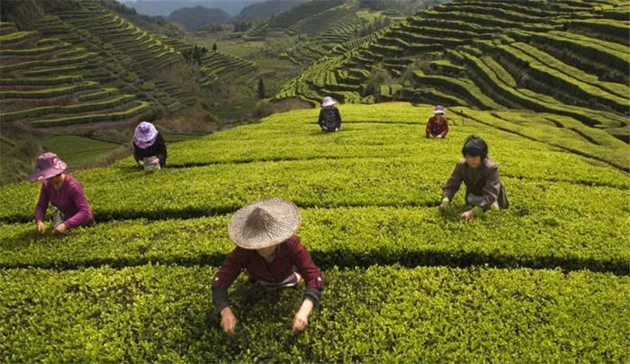 关于红动浙南看泰顺·百年故事 绿色茶园喜迎春之收获的资讯