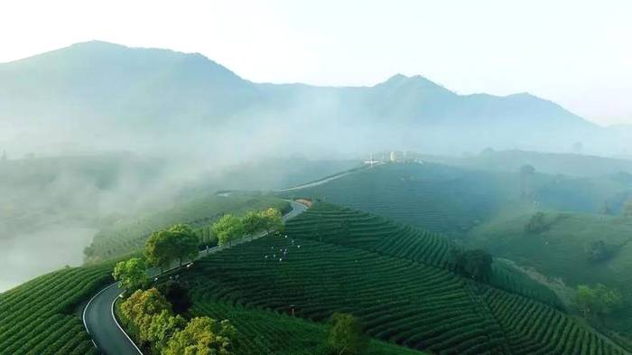 关于“因茶脱贫”,湖北此地有机会成为全球性政党峰会分会场吗?的热门消息(1)