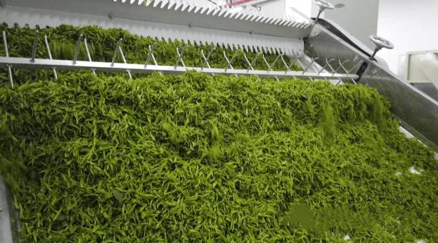 关于西秀区：14.25万亩投产茶园陆续吐露新芽 的热门消息(2)