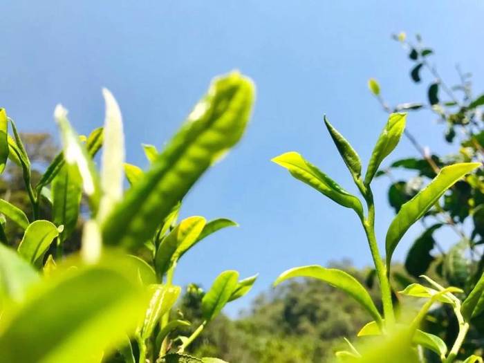 关于2021普洱五棵桩古茶园举行祭茶祖暨春茶开采仪式的信息