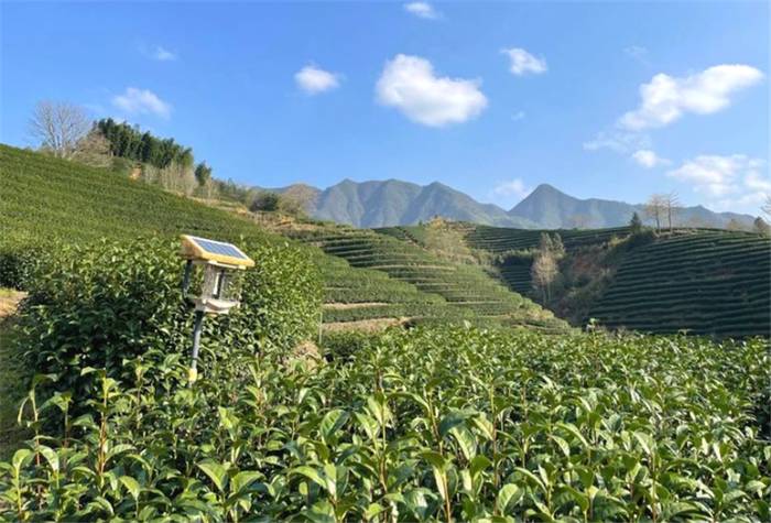 关于一周速读：2021全国春茶产销情况、凤庆35.6万亩茶园同步开采、蒙顶山茶价值40亿的最新资讯(5)