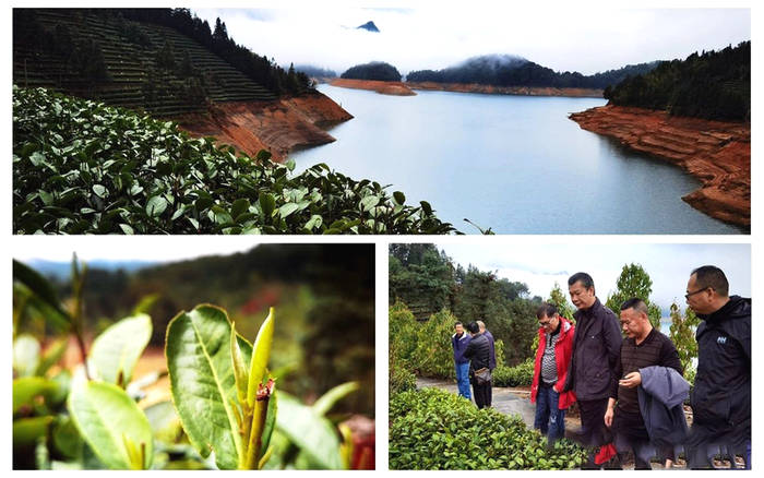 关于东莞茶协考察粤北茶区 振兴“粤茶”要唱响东莞声音的最新消息(5)