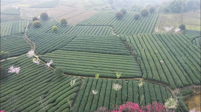 有关于雅安海棠村：穿越茶乡古镇 追逐大地掌纹的消息(11)