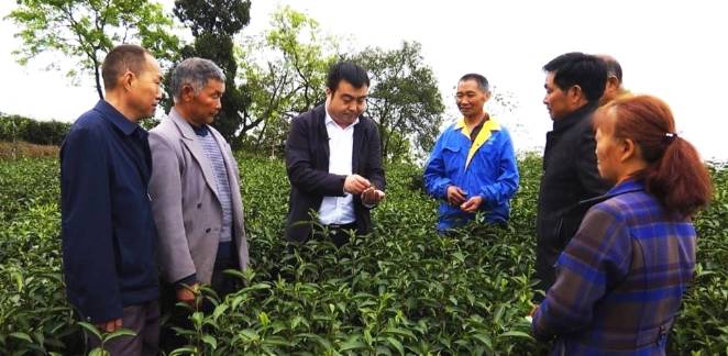 有关于眉山洪雅：茶叶产业的提档升级，助力乡村振兴的热门信息(1)