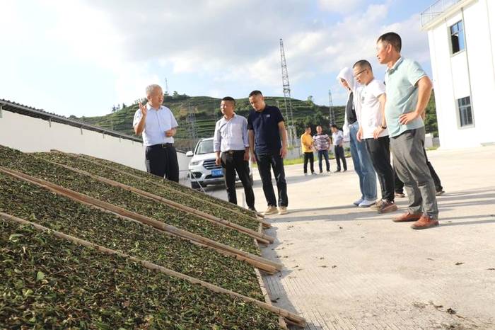 有关于蔡梅生赴点头调研生态茶园示范园茶叶发展工作的信息(1)