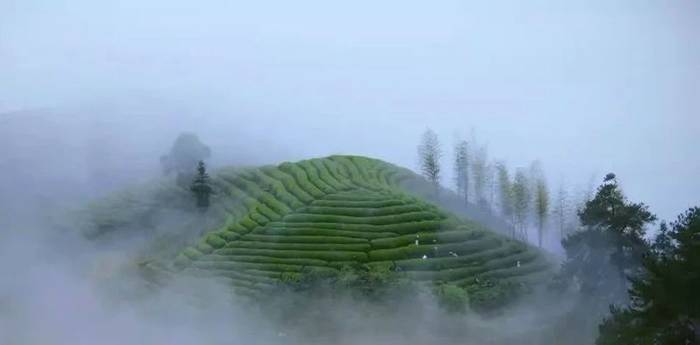 关于“两会”理事考察学习“乡雨”“更香”“骆驼九龙”茶企的信息(1)