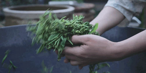 有关于李子柒：深深扎根在中华土地上，历久弥新的茶文化的资讯(5)