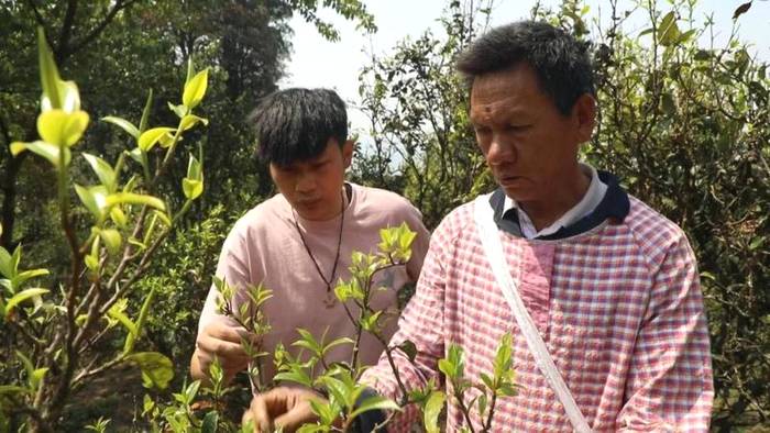 关于澜沧富东：搭建电商平台“快车道” 茶产业高质快速发展的消息(1)