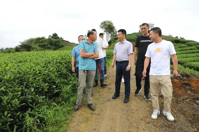 关于让“茶科技”直达田间地头，助力福鼎白茶生态茶园建设的热门消息(1)