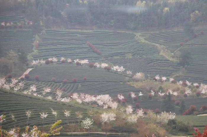 有关于余庆县松烟镇二龙村:自在农家,美丽乡村,种茶致富的热门消息
