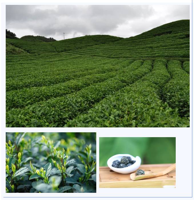 关于雷山县春茶采摘加工正当时，一年一度茶飘香！的热门新闻(5)