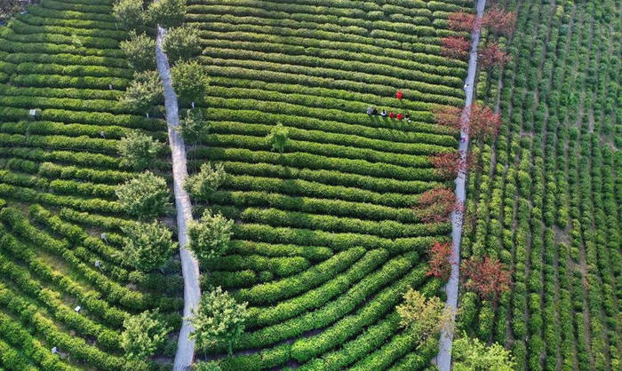 关于陕南茶业:绿染秦巴山川 成就“金山银山”的热门新闻(12)