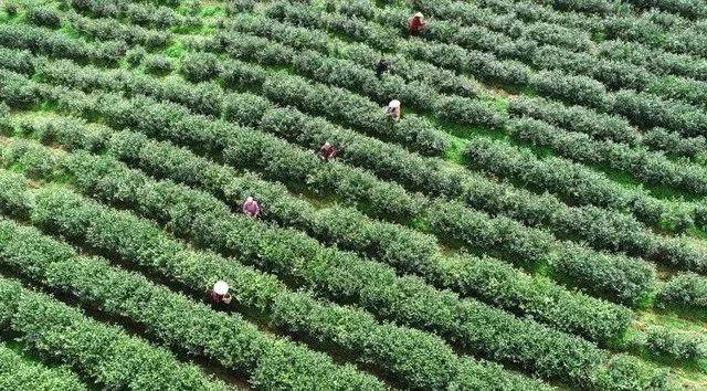 关于贵州多地春茶开采 茶农抢抓新春第一桶“金”的热门资讯(9)