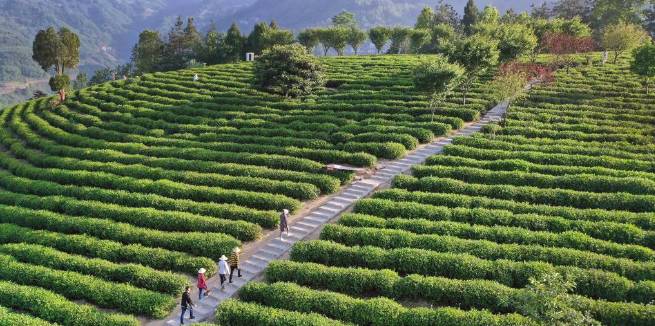 有关于陕南茶业：绿染秦巴山川 成就“金山银山”的信息(2)