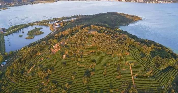 关于2021洞庭碧螺春茶上市时间、价格、产量的热门新闻(3)