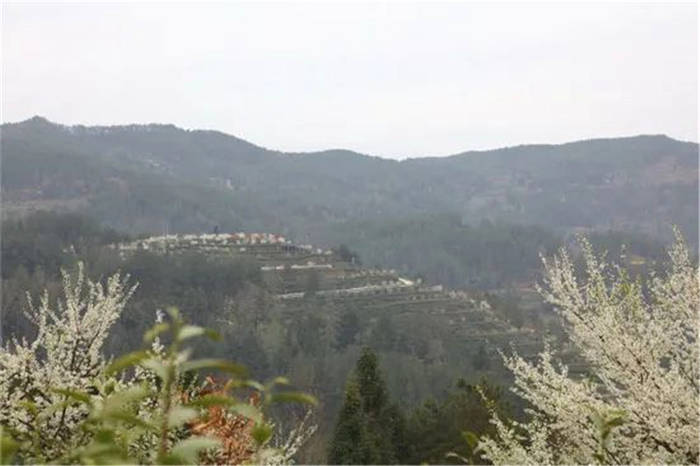 关于四川万源市30万亩明前茶开采 巴山富硒茶叶满屋飘香的消息(5)