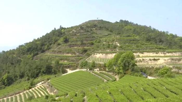 有关于成立产业联合体,漳州长泰县抱团发展茶产业的热门消息