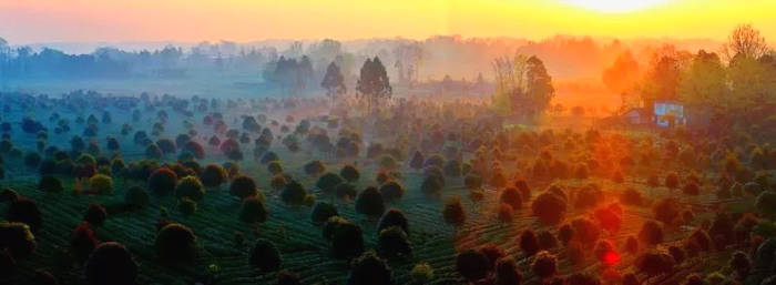 关于坐拥万亩茶田,来四川雅安解锁春日限定耍法的最新信息(27)