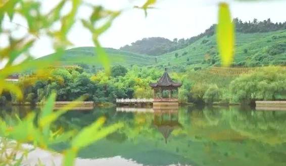 有关于溧阳:春茶量减价增,总体效益稳中有升!的信息(1)