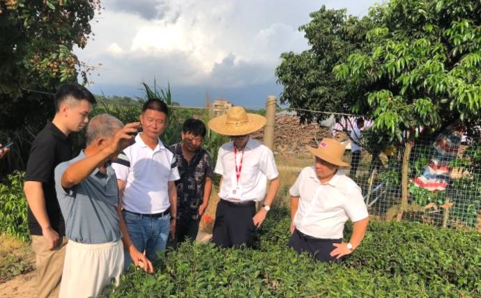 有关于湛江首单茶叶保险签出,茶农获60万风险保障的信息