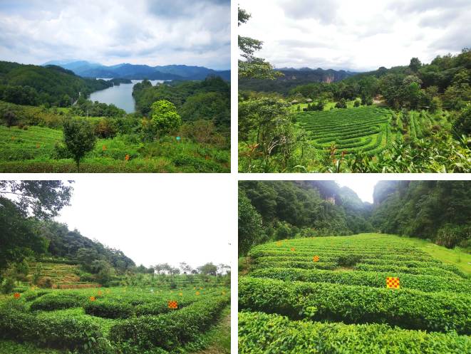 关于“4+1”茶产业发展战略合作，泰宁县这场群英研讨会，剑指茶产业和茶旅融合发展的信息(4)