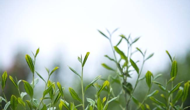 有关于安化春茶进入采摘期 2020年产值达230亿元的资讯(2)