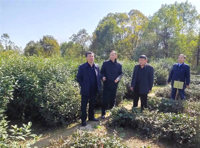 关于安徽：舒城县人民政府副县长梅家宏深入茶区调研的热门资讯(2)
