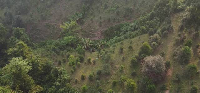 有关于倚邦茶山：春茶丰产采收忙 品质优良价格稳中有升的最新消息(10)