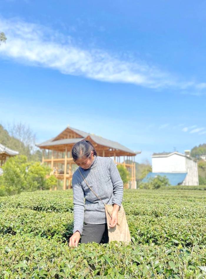 有关于新春喜报:2021恩施硒茶春茶开称啦!的最新资讯(2)