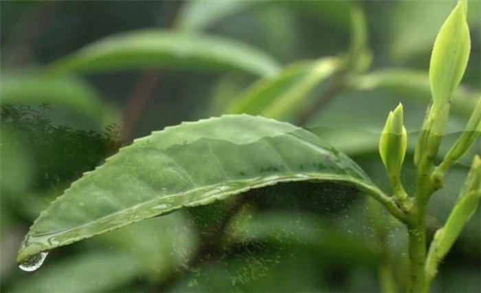 有关于除了龙井，杭州还有这些茶园的茶叶和美景让人陶醉!的热门资讯(15)
