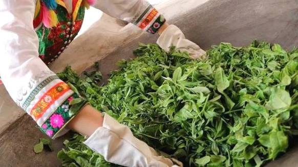 有关于云南各地春茶开采 一片茶叶成就一个绿色产业的最新信息(8)