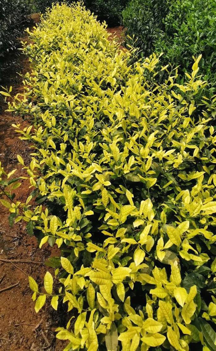 有关于刘仲华等:创新驱动中国茶产业高质量发展——从茶学基础研究到支撑产业发展(三)的消息(2)