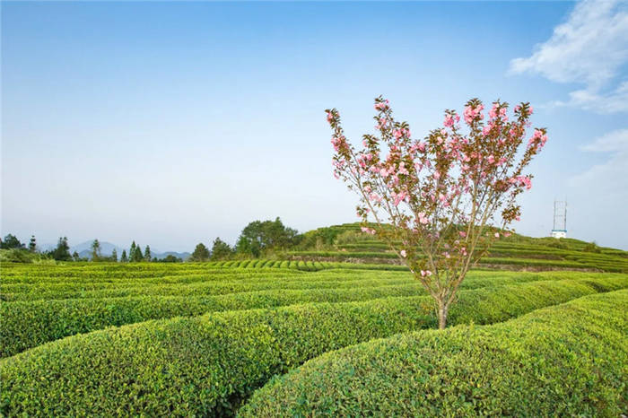 有关于泰顺筱村镇：葛垟茶场春欲暮 客来烹茶三杯香的消息(1)