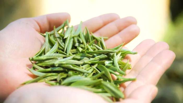 关于政和白茶开采 中国味道 生态茶园 健康好茶的热门信息(6)