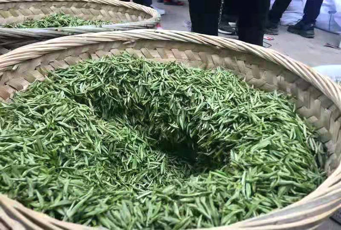 关于福鼎：鹳鸟山白茶全方位扶持茶农 助力乡村振兴的信息(3)