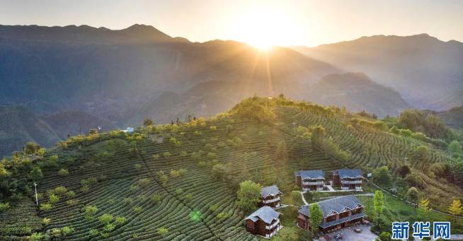 有关于陕南茶业：绿染秦巴山川 成就“金山银山”的信息