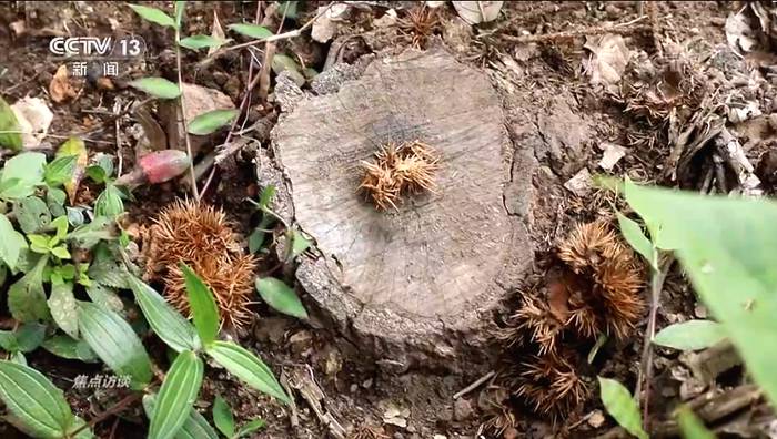 关于西双版纳大规模毁林种茶！国家启动专项打击！这些人被罚1500多万！的热门消息(2)