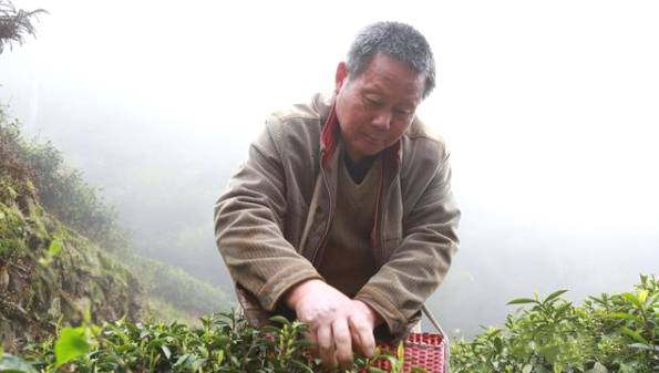 关于南岳1.08万亩茶园第一批春茶采摘时节的消息(3)