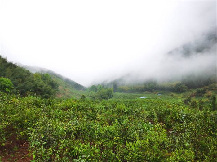 有关于广东韶关:“茶厂+茶园+农户”……乐昌市高山云雾茶采摘正当时的资讯(1)