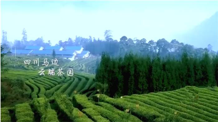 关于3月18日，四川马边茶叶交易市场开市，不见不散！的信息(3)