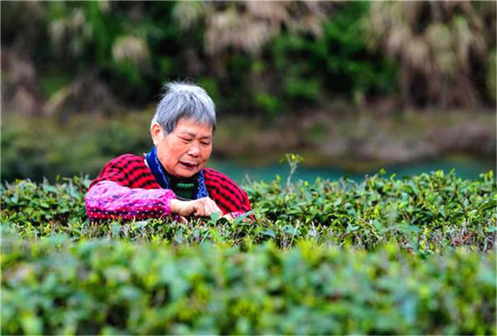 关于湖南湘潭县：春风春雨催春芽 茶山茶农忙采茶的热门消息(2)