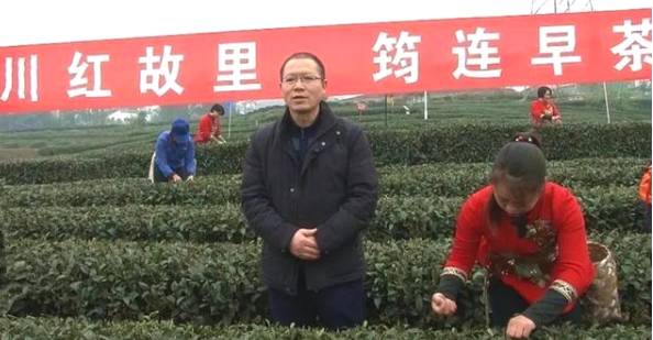 有关于雨水时节话春茶，快来看看全国各地开采春茶的最新情况吧的热门新闻(2)