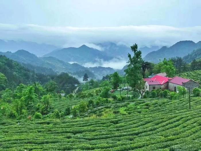 有关于“茶长制”来了！安徽发布重磅政策做强茶产业的热门信息(2)