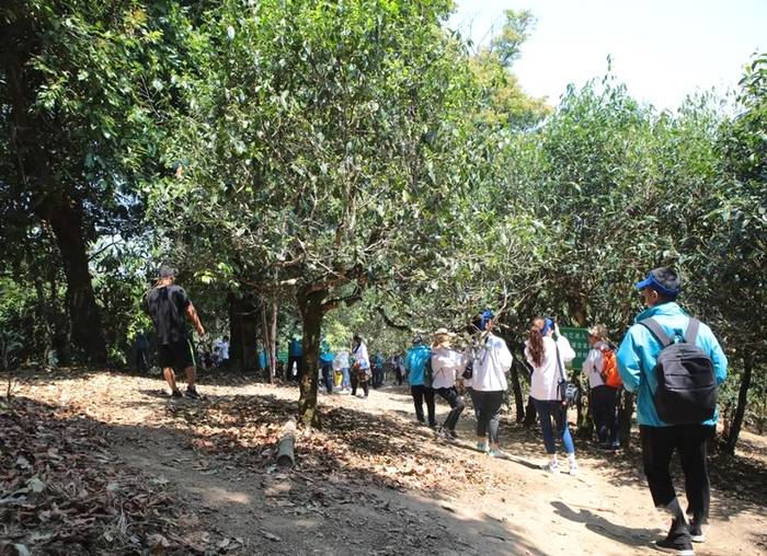 有关于疫情防控下，茶企化“危”为“机”的建议的信息(5)