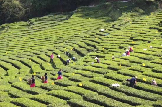 关于湖北恩施47.9万亩春茶全面开采 新茶可发往全国各地的资讯