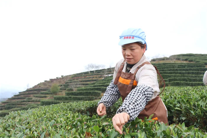 有关于福建政和白茶开采!产业发展拓宽农民增收路的热门消息(7)