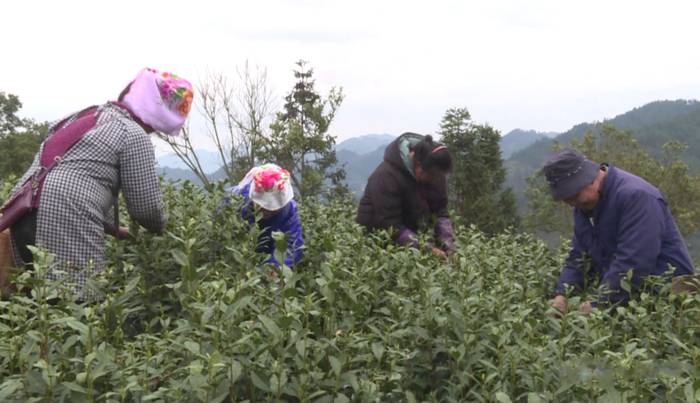 关于雷山县春茶采摘加工正当时，一年一度茶飘香！的热门新闻(9)