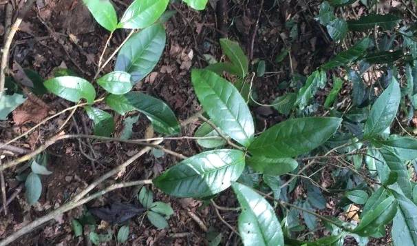 关于明溪县枫溪乡：茶香沁园，飘出乡村振兴茶产业的热门资讯